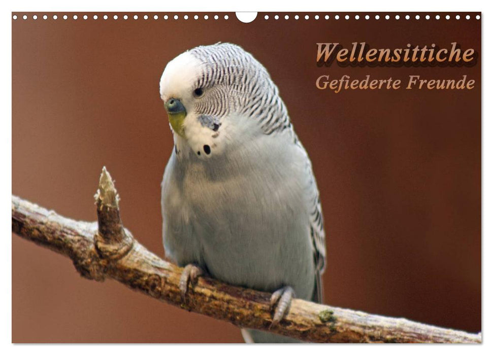 Wellensittiche - Gefiederte Freunde (CALVENDO Wandkalender 2026)