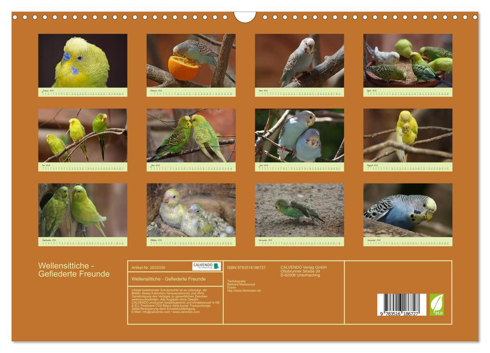 Wellensittiche - Gefiederte Freunde (CALVENDO Wandkalender 2026)