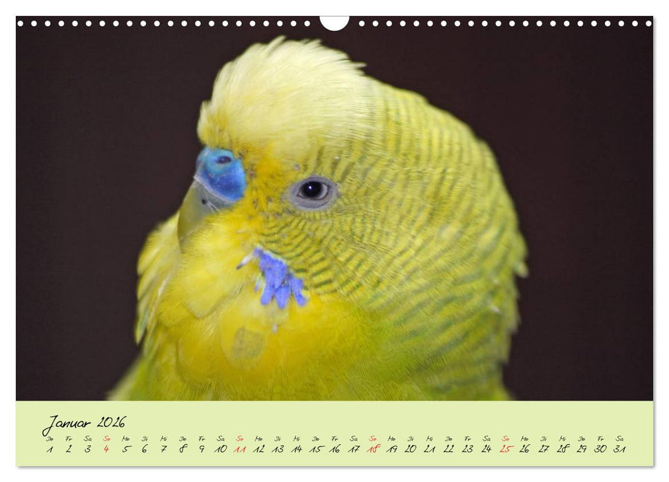 Wellensittiche - Gefiederte Freunde (CALVENDO Wandkalender 2026)