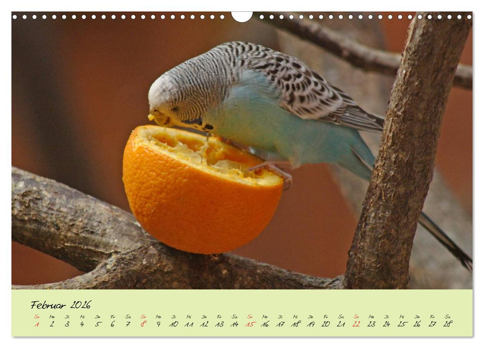 Wellensittiche - Gefiederte Freunde (CALVENDO Wandkalender 2026)