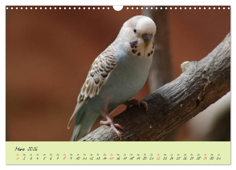 Wellensittiche - Gefiederte Freunde (CALVENDO Wandkalender 2026)