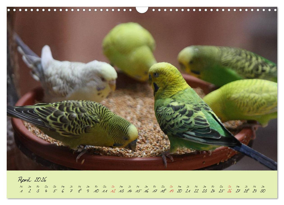 Wellensittiche - Gefiederte Freunde (CALVENDO Wandkalender 2026)