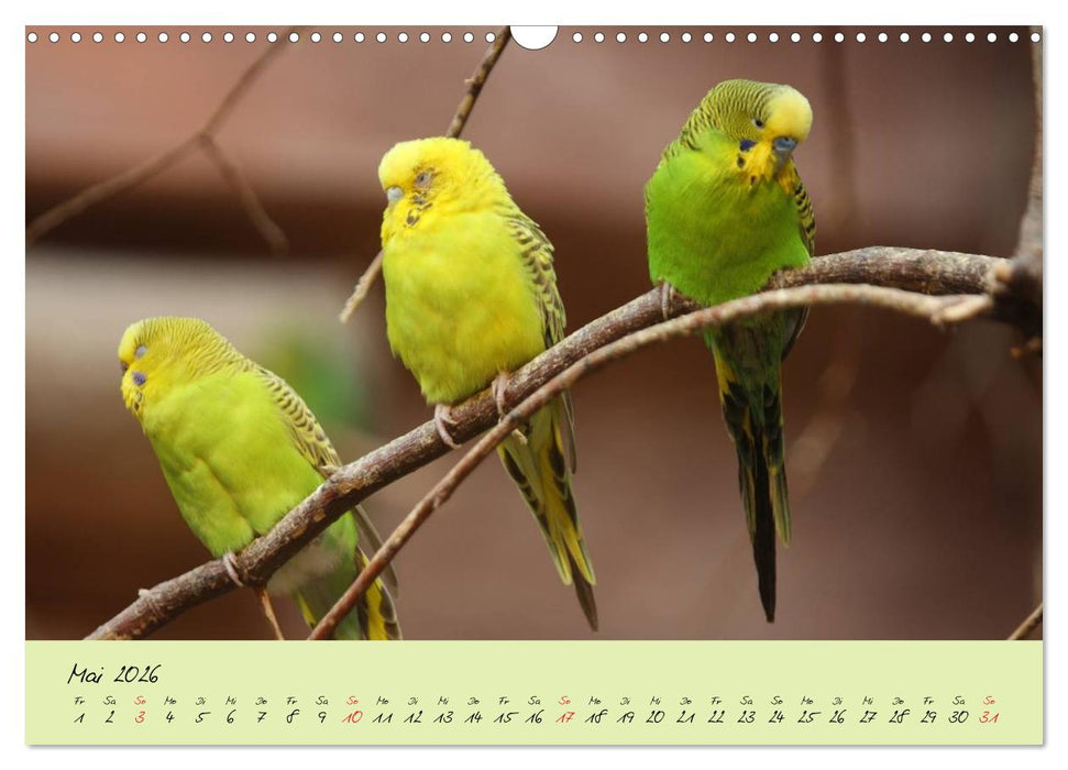Wellensittiche - Gefiederte Freunde (CALVENDO Wandkalender 2026)