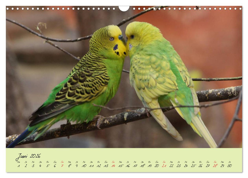 Wellensittiche - Gefiederte Freunde (CALVENDO Wandkalender 2026)