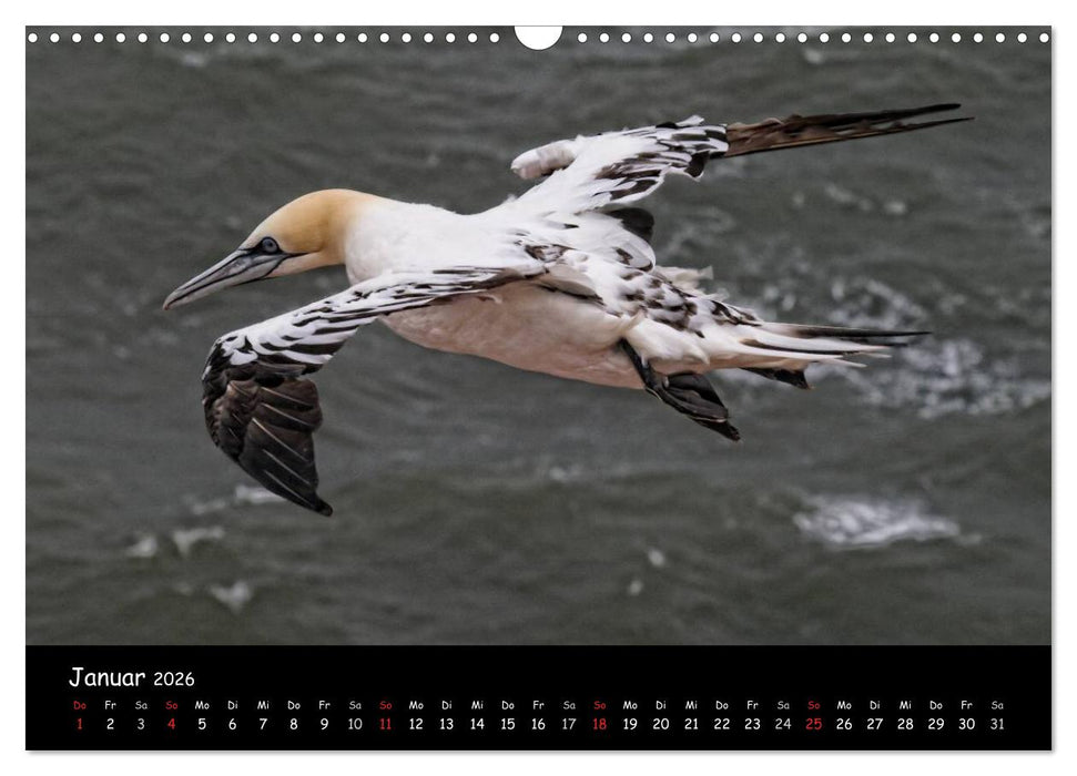 Helgoland und die Düne (CALVENDO Wandkalender 2026)