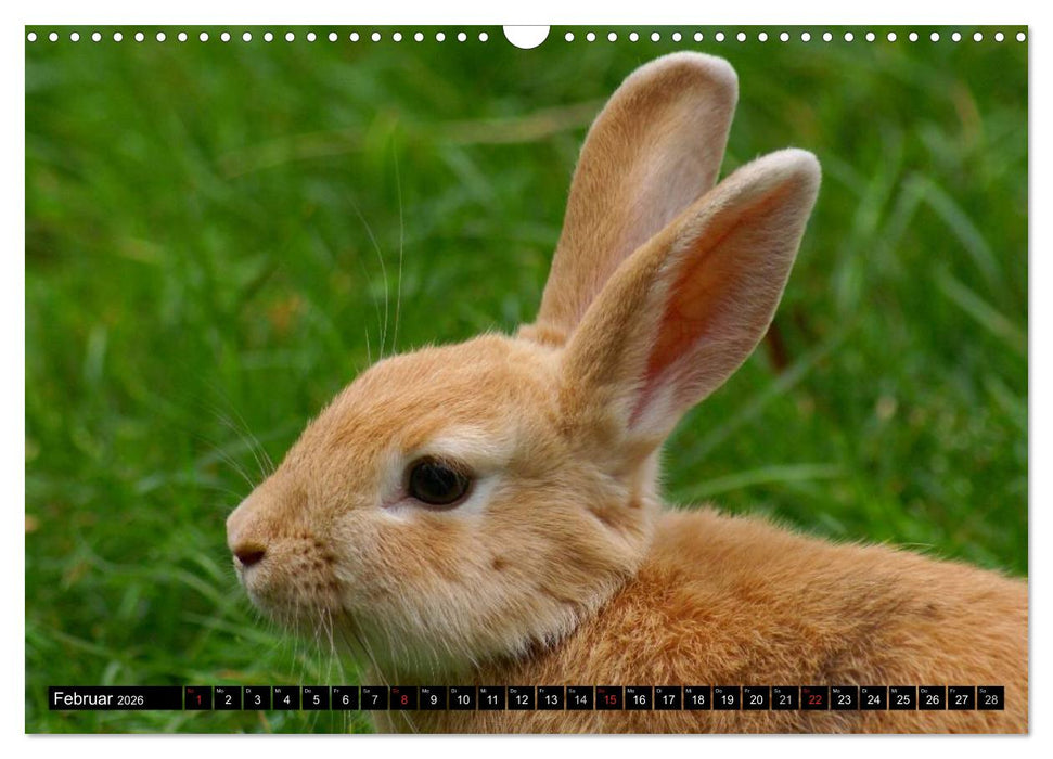 Liebenswerte Zwergkaninchen (CALVENDO Wandkalender 2026)