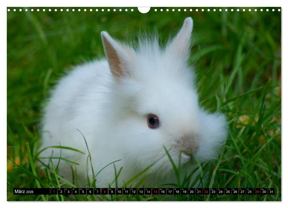 Liebenswerte Zwergkaninchen (CALVENDO Wandkalender 2026)