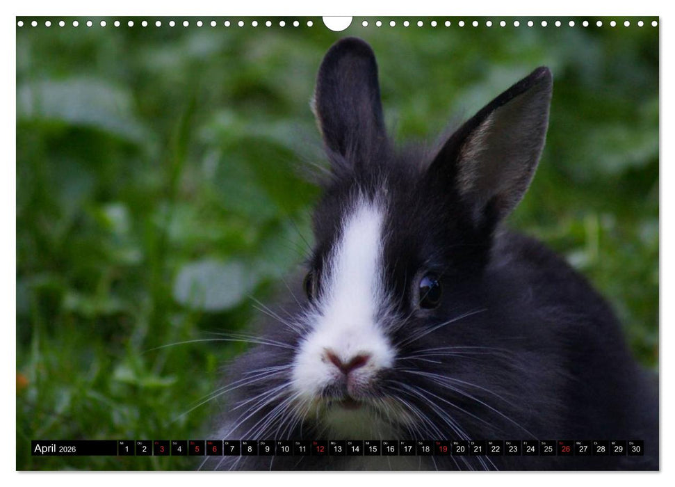 Liebenswerte Zwergkaninchen (CALVENDO Wandkalender 2026)