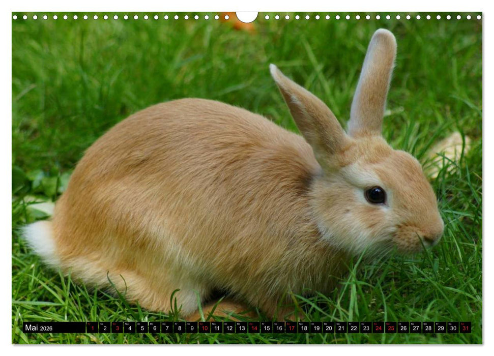 Liebenswerte Zwergkaninchen (CALVENDO Wandkalender 2026)