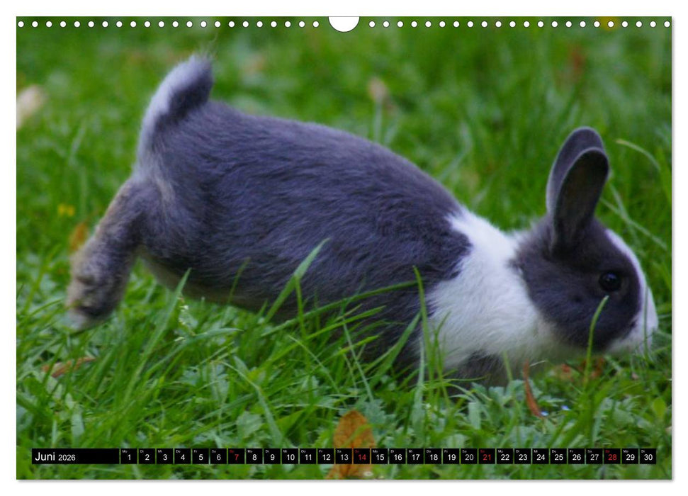 Liebenswerte Zwergkaninchen (CALVENDO Wandkalender 2026)