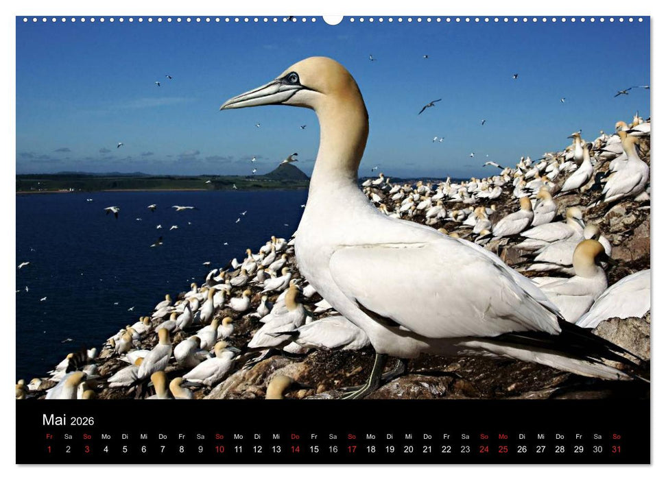 Schottland 2026 (CALVENDO Premium Wandkalender 2026)
