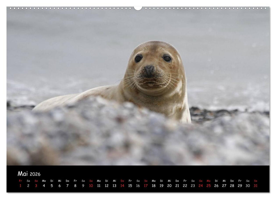 Kegelrobben und Seehunde (CALVENDO Wandkalender 2026)