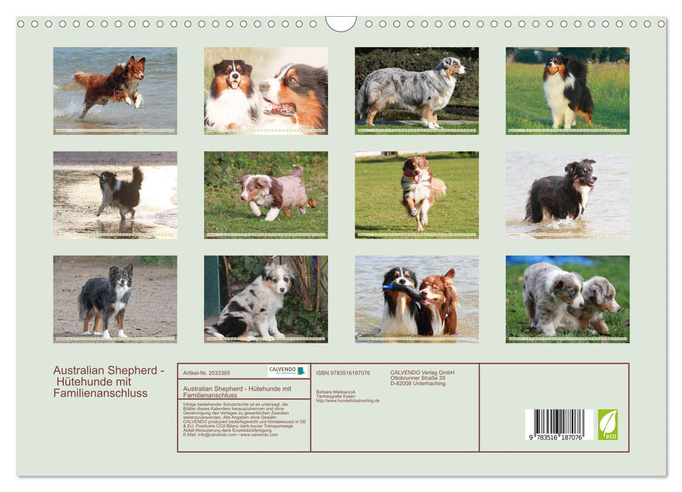 Australian Shepherd - Hütehunde mit Familienanschluss (CALVENDO Wandkalender 2026)