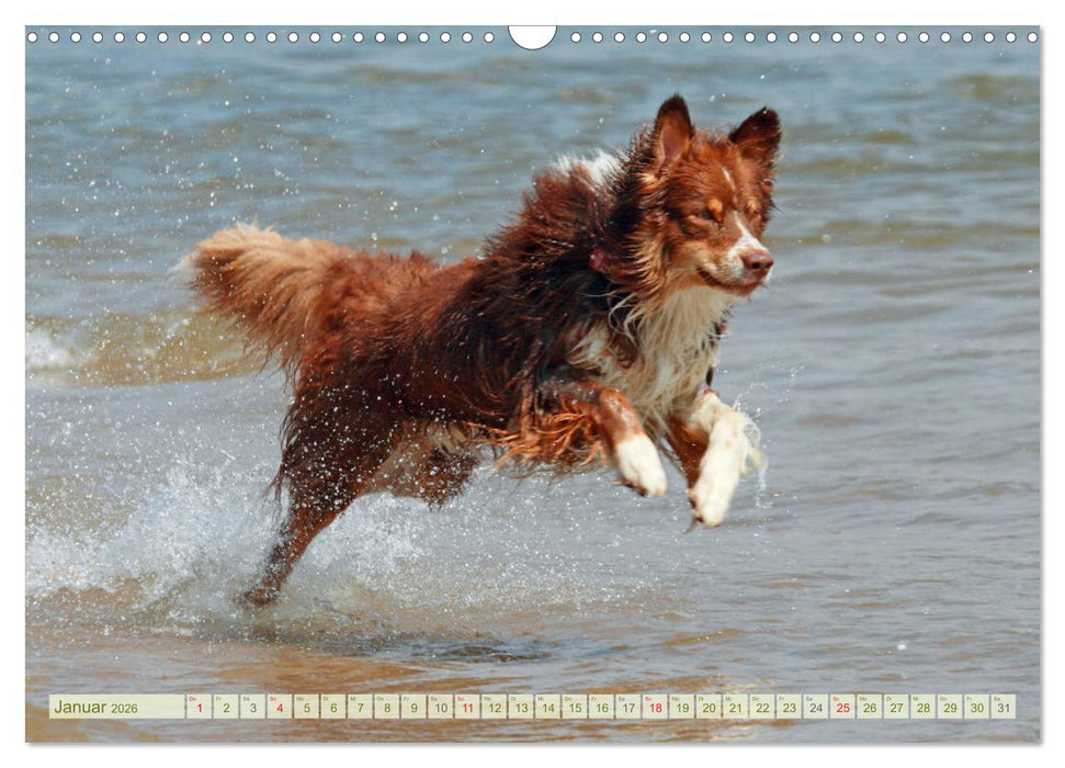 Australian Shepherd - Hütehunde mit Familienanschluss (CALVENDO Wandkalender 2026)