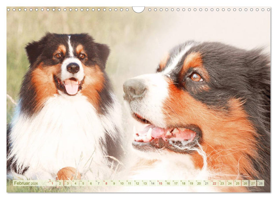 Australian Shepherd - Hütehunde mit Familienanschluss (CALVENDO Wandkalender 2026)