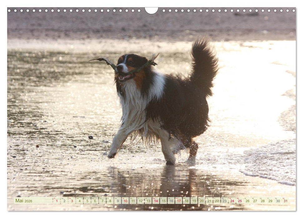 Australian Shepherd - Hütehunde mit Familienanschluss (CALVENDO Wandkalender 2026)