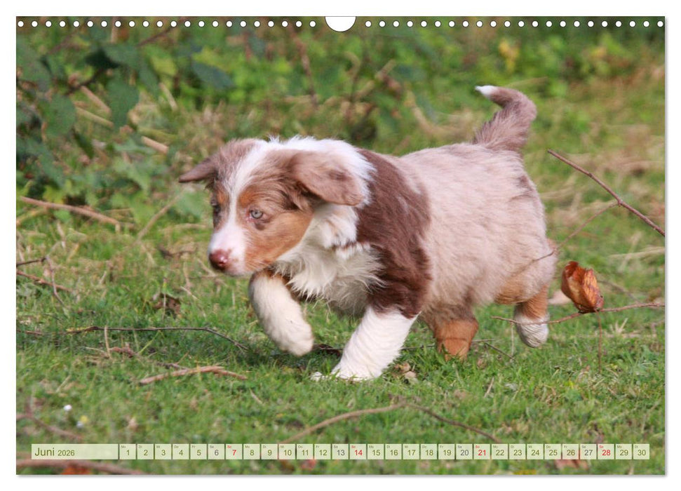 Australian Shepherd - Hütehunde mit Familienanschluss (CALVENDO Wandkalender 2026)