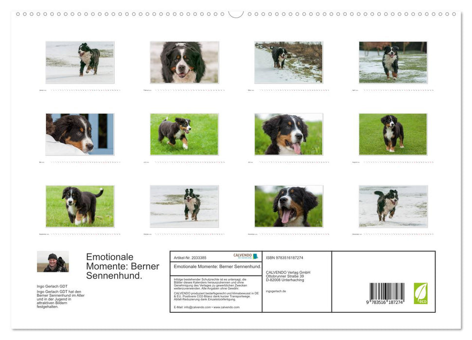 Emotionale Momente: Berner Sennenhund. (CALVENDO Premium Wandkalender 2026)