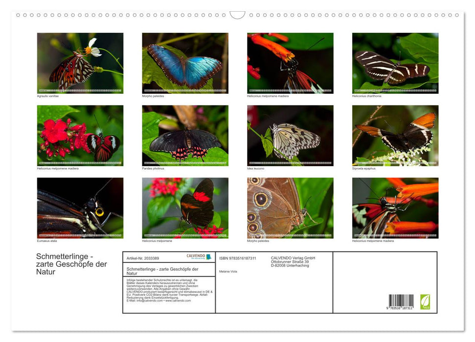 Schmetterlinge - zarte Geschöpfe der Natur (CALVENDO Wandkalender 2026)
