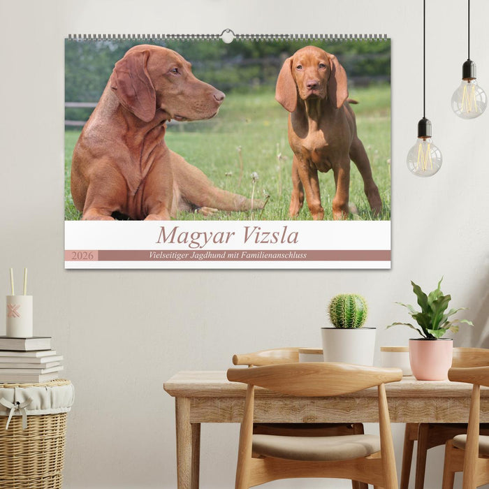 Magyar Vizsla - Vielseitiger Jagdhund mit Familienanschluss (CALVENDO Wandkalender 2026)