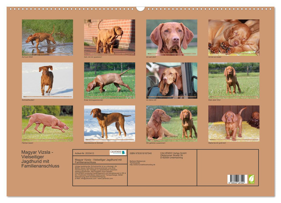 Magyar Vizsla - Vielseitiger Jagdhund mit Familienanschluss (CALVENDO Wandkalender 2026)