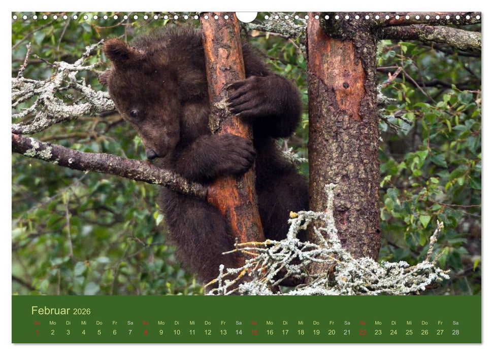 Der Bärenkalender 2026 CH-Version (CALVENDO Wandkalender 2026)