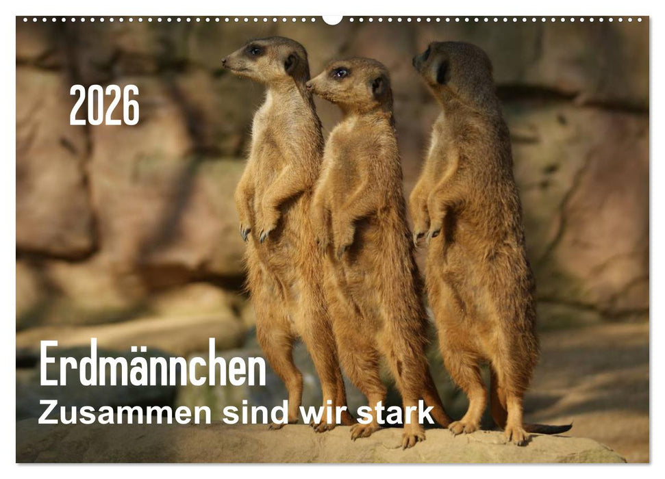 Erdmännchen – Zusammen sind wir stark / CH-Version (CALVENDO Wandkalender 2026)