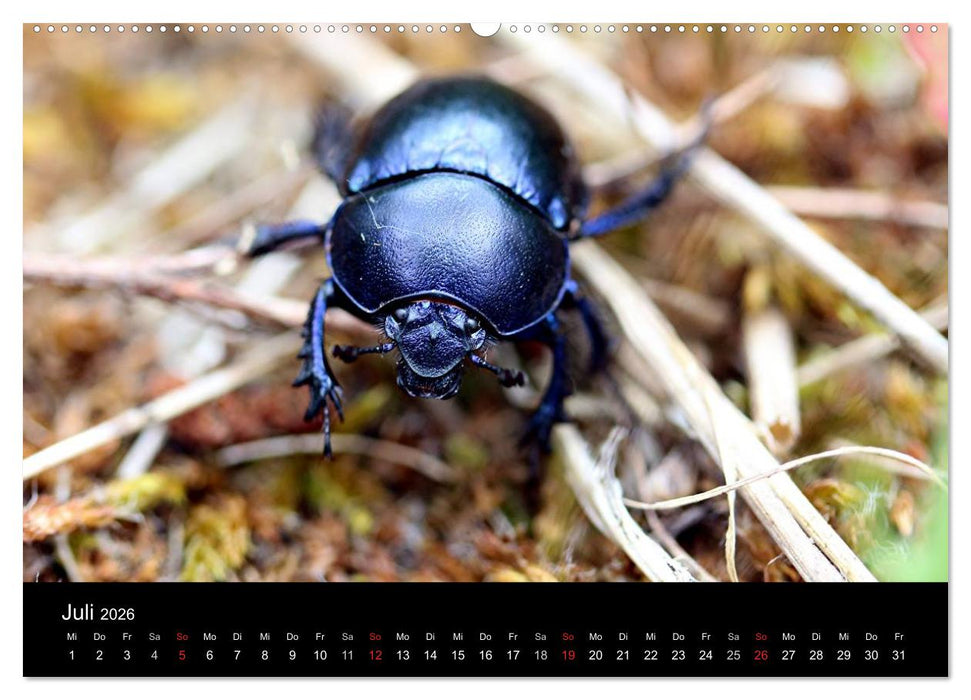 Makro-Kalender 2026 (CALVENDO Premium Wandkalender 2026)