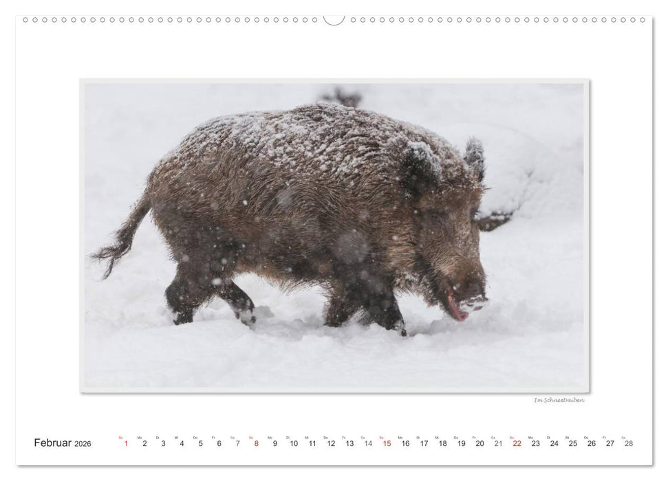 Emotionale Momente: Das Wildschwein. (CALVENDO Premium Wandkalender 2026)