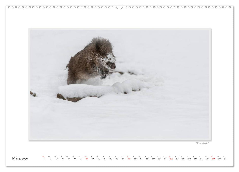 Emotionale Momente: Das Wildschwein. (CALVENDO Premium Wandkalender 2026)