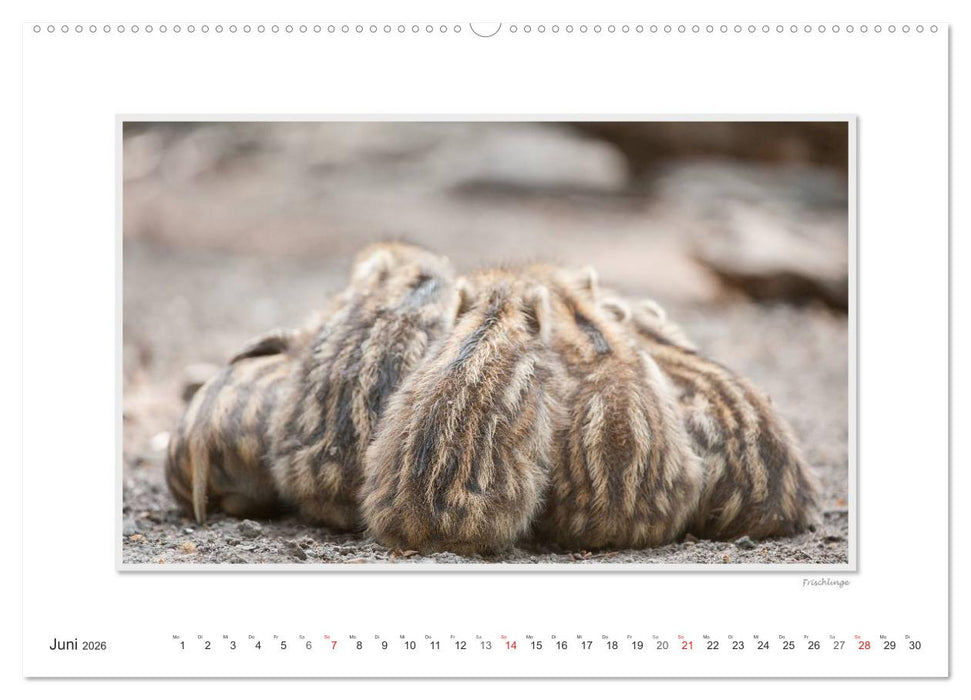 Emotionale Momente: Das Wildschwein. (CALVENDO Premium Wandkalender 2026)