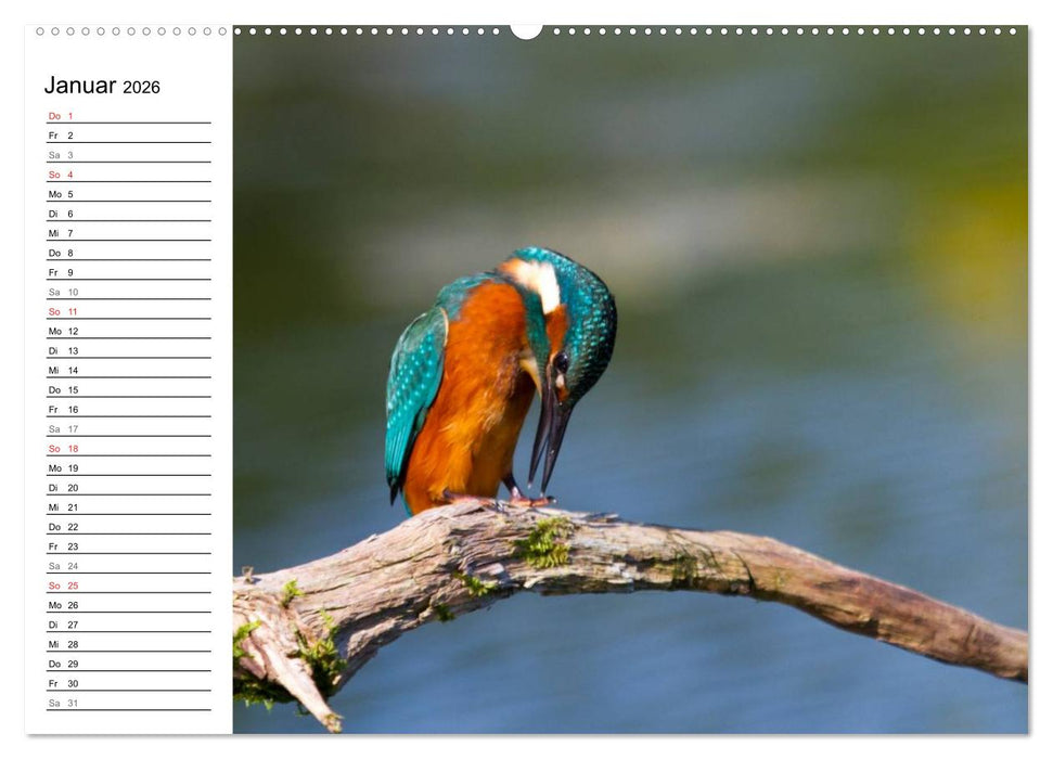 Eisvögel (CALVENDO Premium Wandkalender 2026)