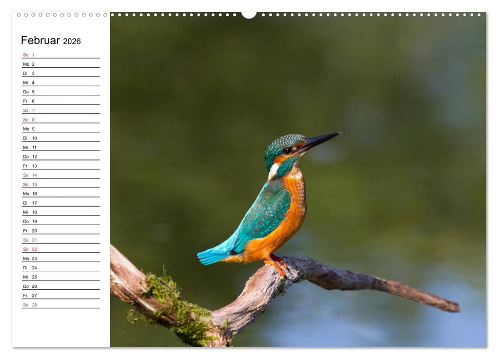 Eisvögel (CALVENDO Premium Wandkalender 2026)