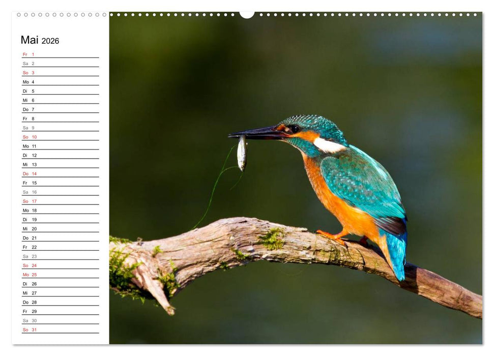 Eisvögel (CALVENDO Premium Wandkalender 2026)