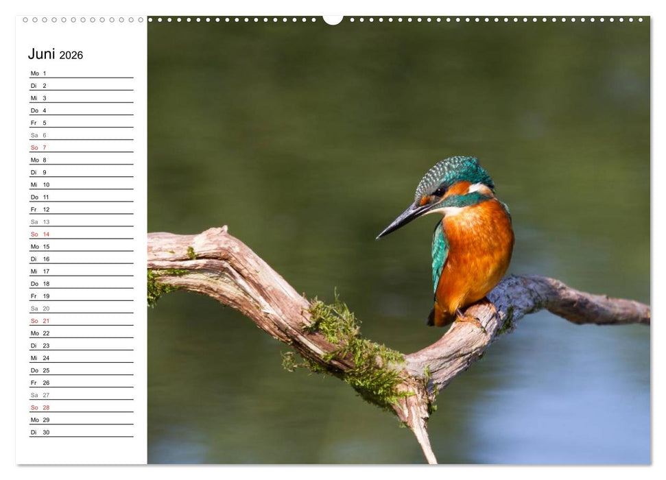 Eisvögel (CALVENDO Premium Wandkalender 2026)