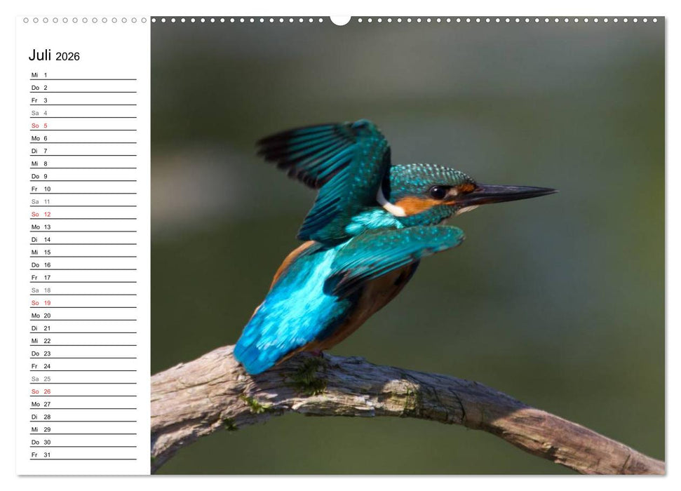 Eisvögel (CALVENDO Premium Wandkalender 2026)