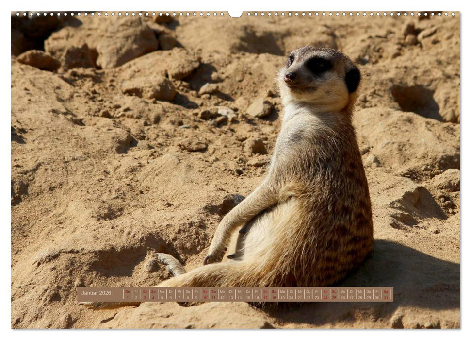 Erdmännchen (CALVENDO Premium Wandkalender 2026)