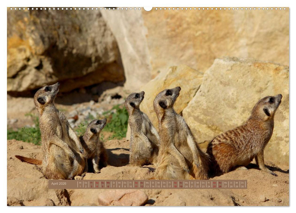Erdmännchen (CALVENDO Premium Wandkalender 2026)