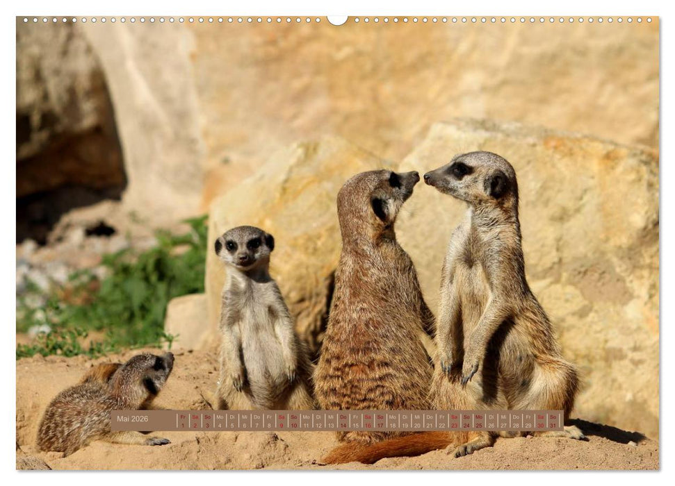 Erdmännchen (CALVENDO Premium Wandkalender 2026)