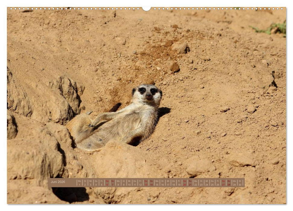 Erdmännchen (CALVENDO Premium Wandkalender 2026)