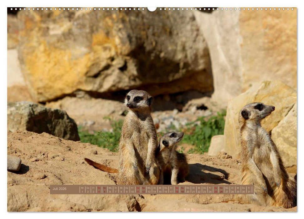 Erdmännchen (CALVENDO Premium Wandkalender 2026)