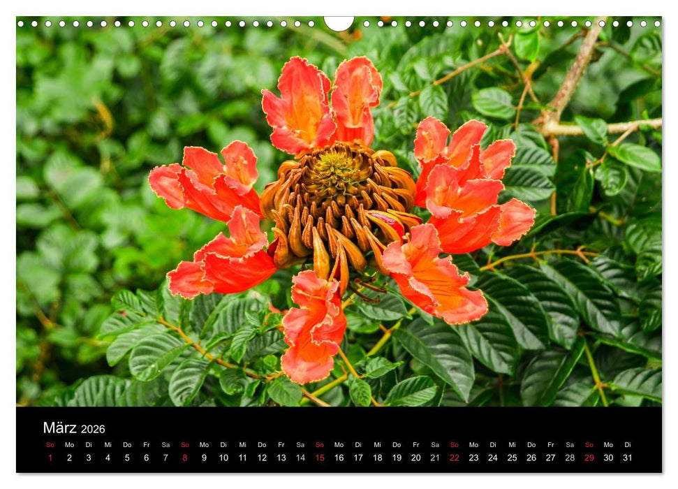 Colors of HAWAII (CALVENDO Wandkalender 2026)