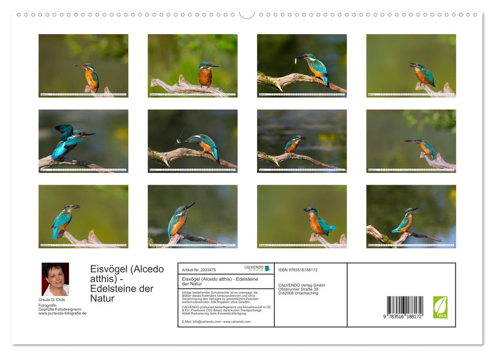 Eisvögel (Alcedo atthis) - Edelsteine der Natur (CALVENDO Premium Wandkalender 2026)