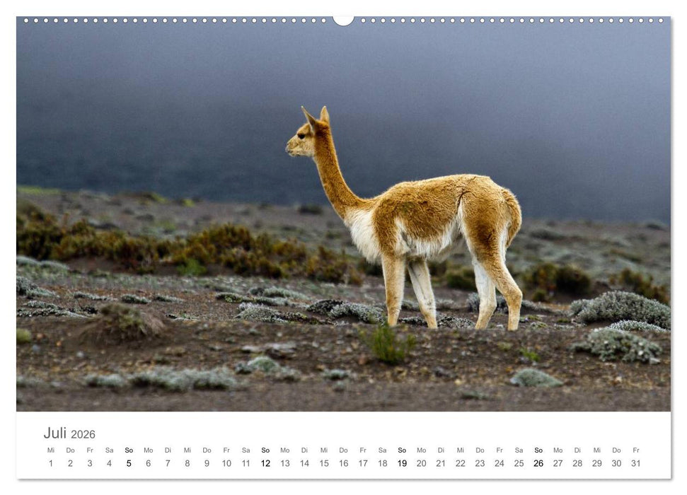 Ecuador - Regenwald und Vulkane (CALVENDO Premium Wandkalender 2026)