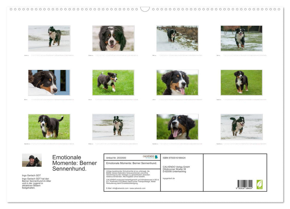 Emotionale Momente: Berner Sennenhund. (CALVENDO Wandkalender 2026)