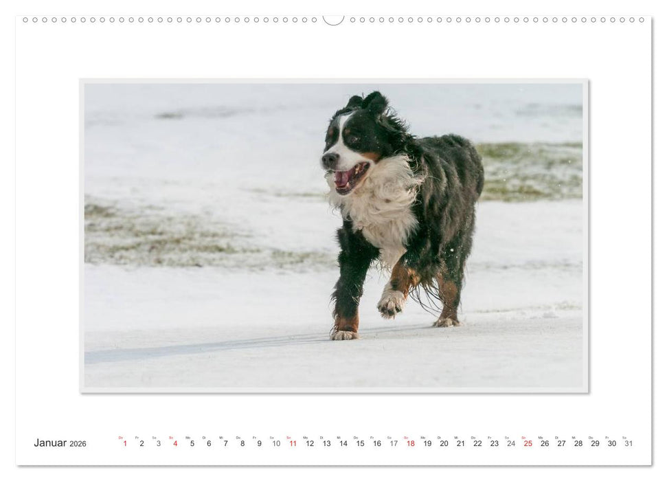 Emotionale Momente: Berner Sennenhund. (CALVENDO Wandkalender 2026)