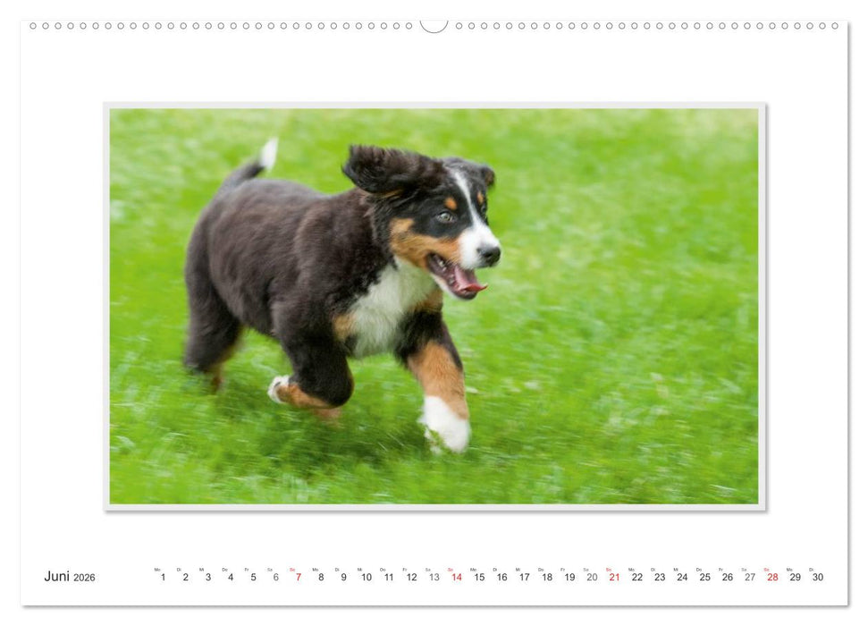 Emotionale Momente: Berner Sennenhund. (CALVENDO Wandkalender 2026)