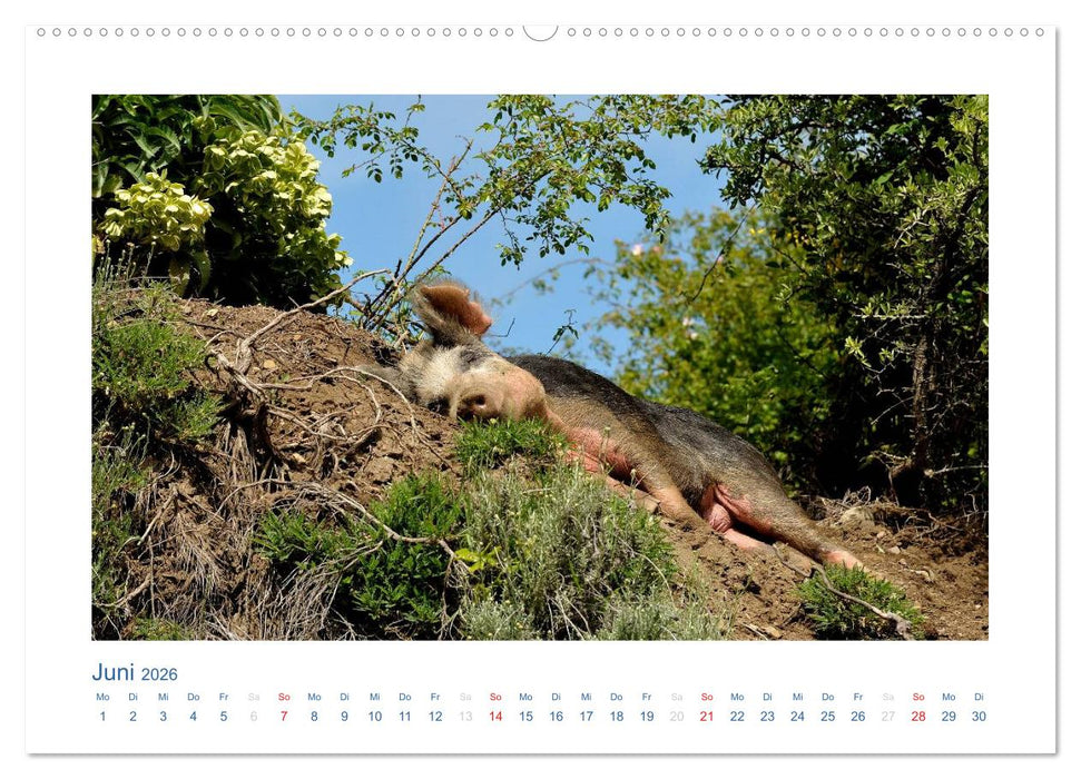 Korsika 2026 (CALVENDO Premium Wandkalender 2026)