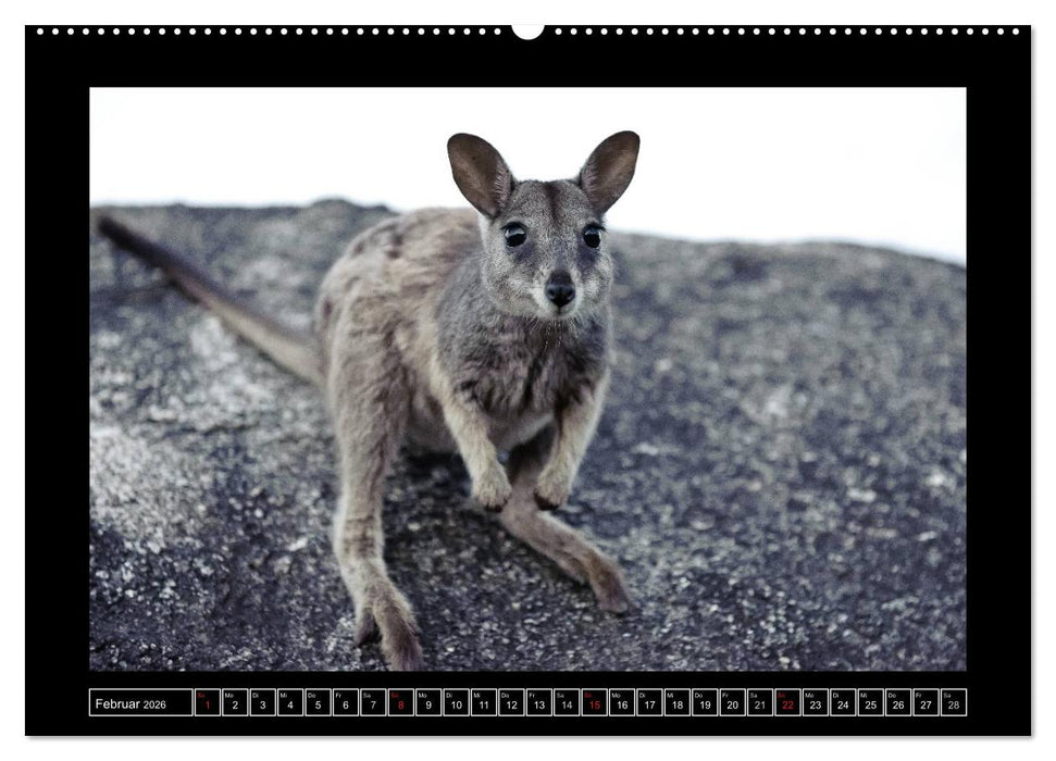 Australia Wildlife (CALVENDO Wandkalender 2026)