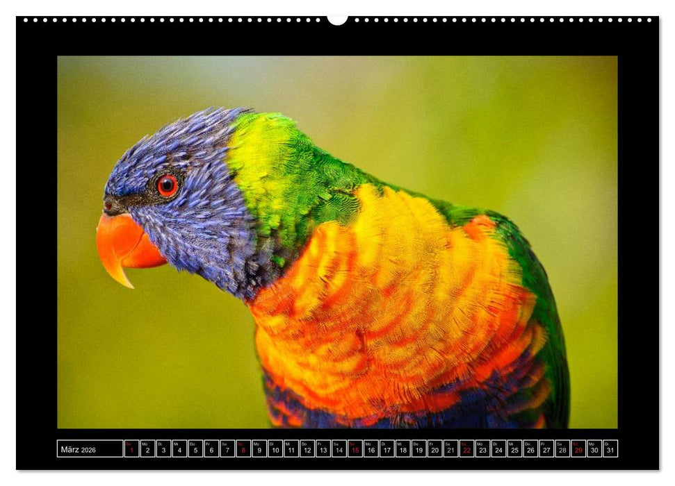 Australia Wildlife (CALVENDO Wandkalender 2026)